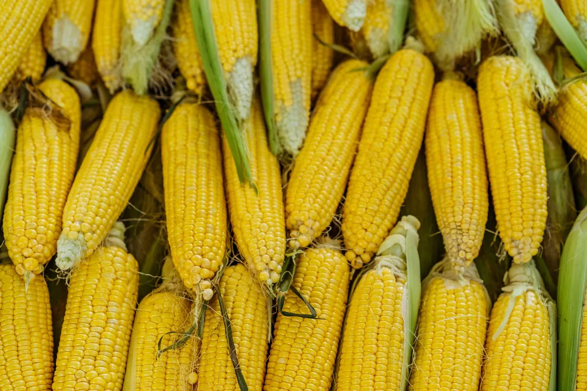 The Corn Palace Festival: A Complete Guide to Mitchell's Iconic Event